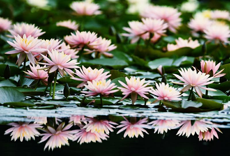 西湖でスイレンの花が満開に　浙江省杭州