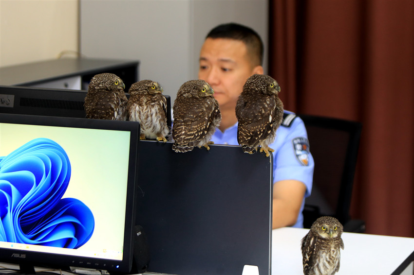 警察官のPCに仲良く並んでとまるフクロウのヒナ(寫真提供?宜賓市公安局)。