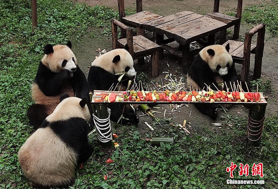 重慶動物園で、6月1日「國際子供の日」を祝うバーベキューを味わうパンダ（寫真提供?重慶動物園）。