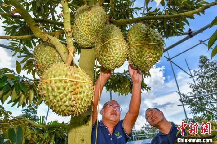 海南省三亜市育才生態(tài)區(qū)のドリアン栽培基地で、ドリアンの生育狀況を確認(rèn)する技術(shù)者（撮影?駱雲(yún)飛）。