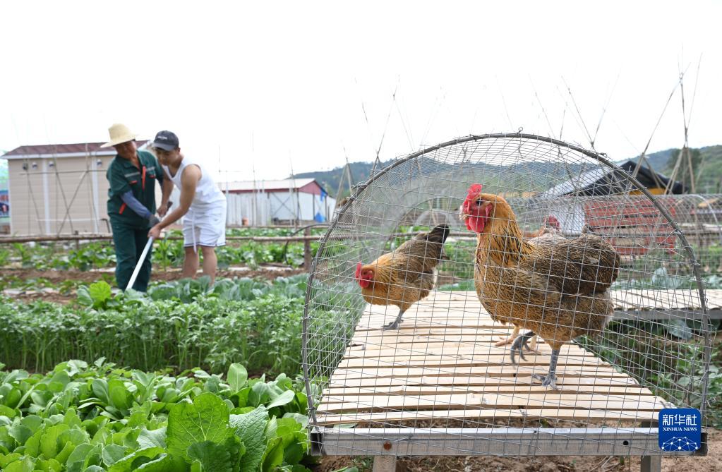 河北省承徳市隆化県苔山鎮(zhèn)三道営村にある「シェア農(nóng)場」で、スタッフの指導(dǎo)の下で農(nóng)作業(yè)に勤しむ市民（6月25日撮影?金良快）。