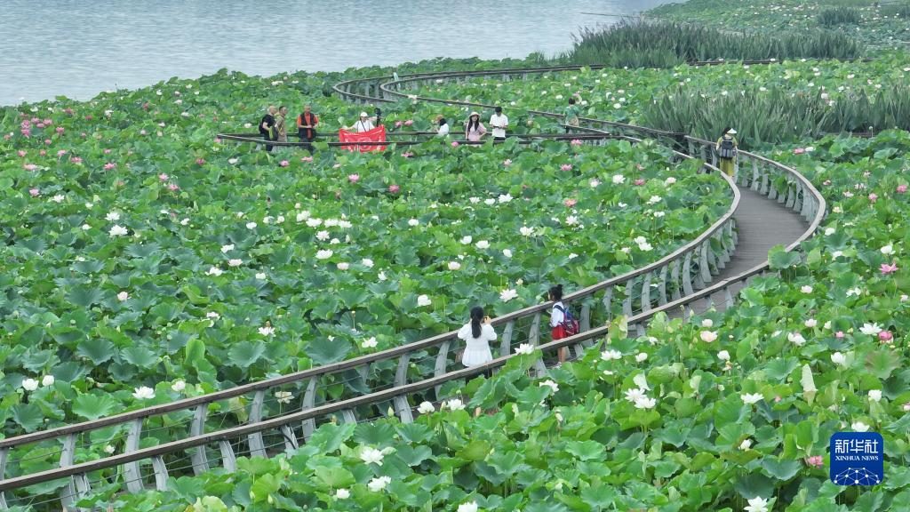 四川省遂寧市聖蓮島で、ハスの花を鑑賞する観光客 (7月1日撮影?劉昌松）。