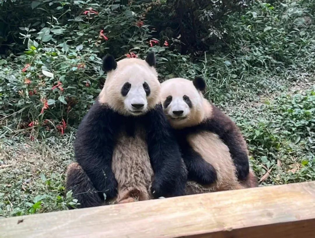 雙子パンダの和葉と和花。