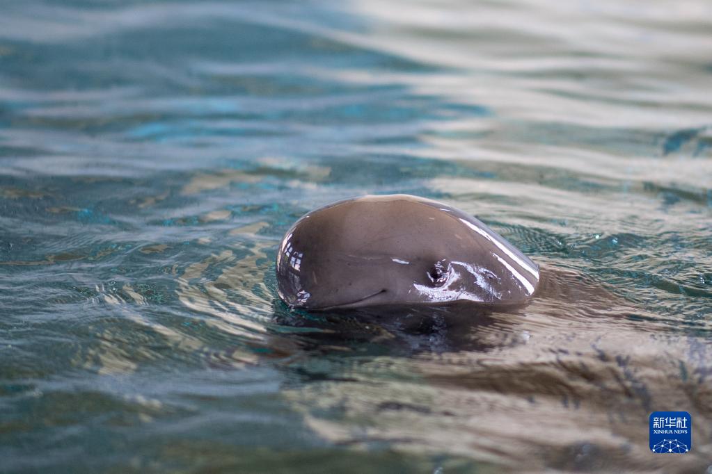 中科院水生所ヨウスコウカワイルカ館で、水中を泳ぐ長江スナメリの「淘淘（タオタオ）」（7月5日撮影?肖蕓九）。