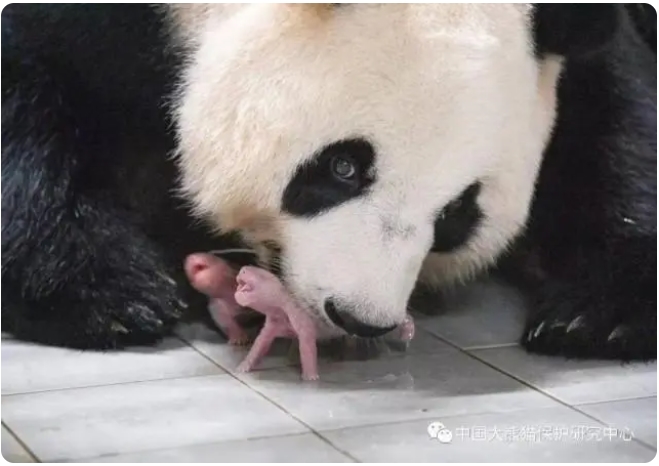 韓國に貸與中のジャイアントパンダ「華妮」が雙子を出産