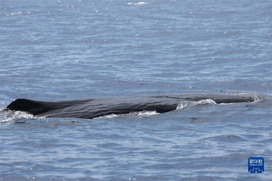 中國が南中國海科學調査実施、マッコウクジラなどクジラ類15種を確認