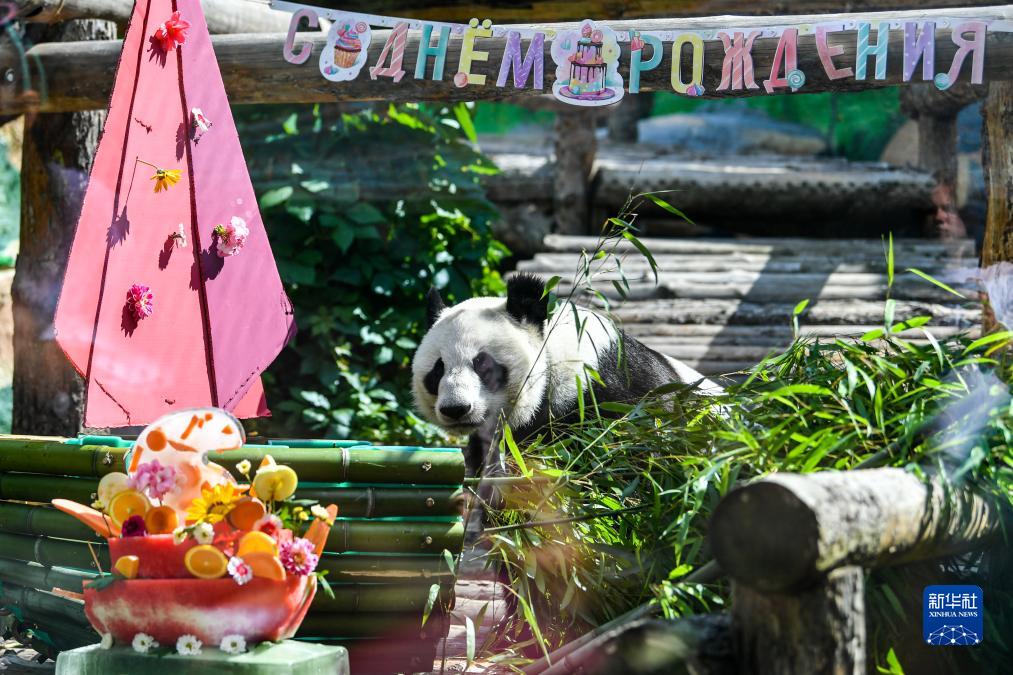 ロシア?モスクワにあるモスクワ動物園で、「バースデーケーキ」の橫で遊ぶジャイアントパンダ「丁丁」（7月30日撮影?曹陽）