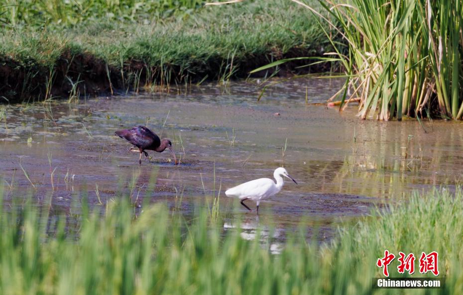 重慶で「ブロンズトキ」を初確認(rèn)　一度は絶滅宣言された希少種