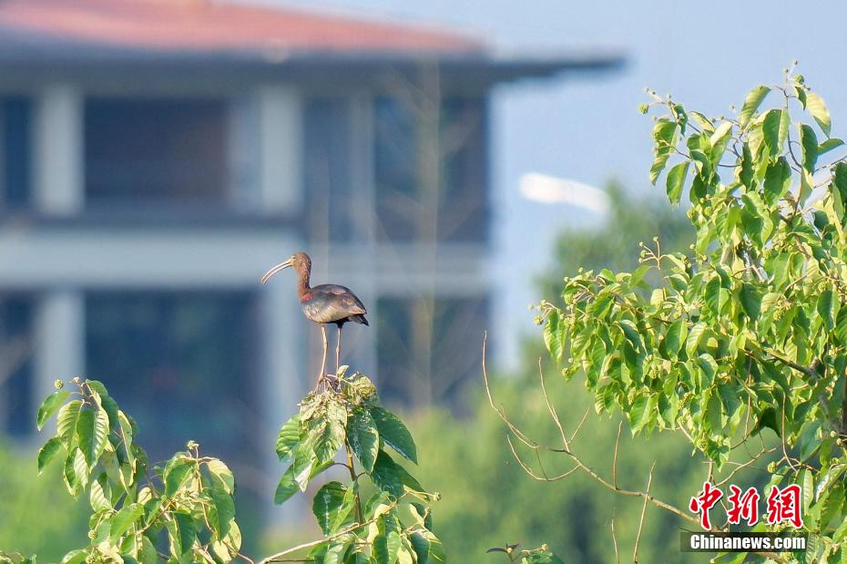 重慶で「ブロンズトキ」を初確認　一度は絶滅宣言された希少種