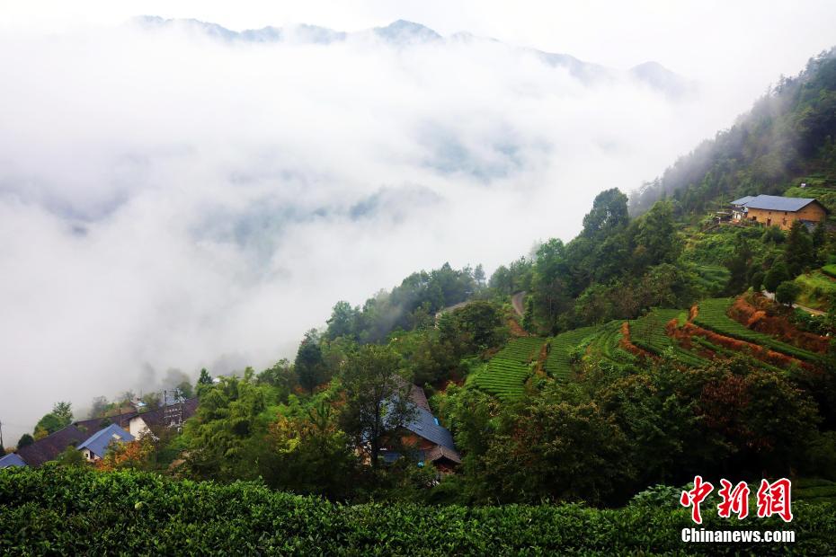 幻想的な景色広がる三峽ダム區の「雲海茶谷」　湖北省