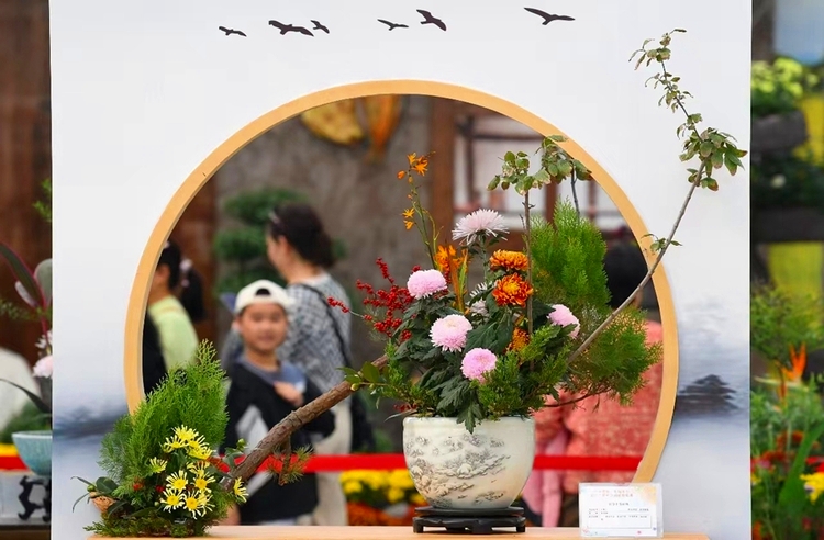 2400多種類以上のキクの花を展示　江蘇省南京市江寧區