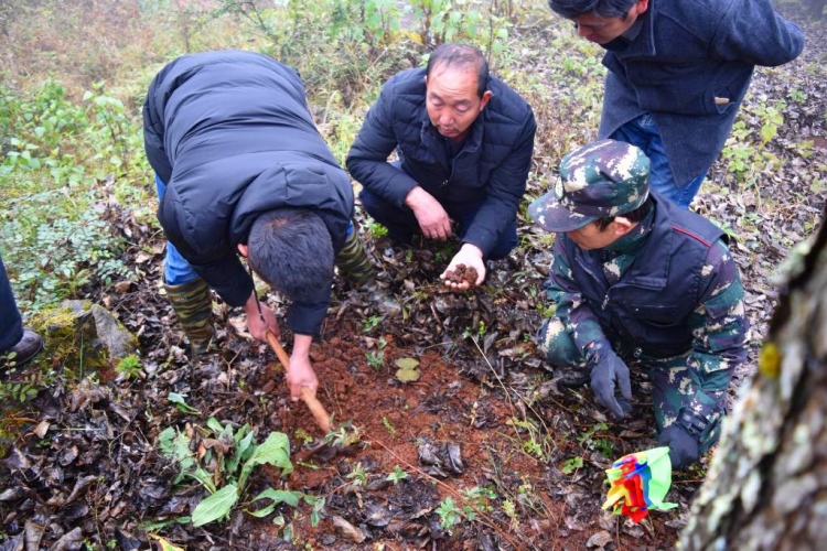 陸良県竜海郷でトリュフを収獲する男性ら（寫真提供?取材対応者）。