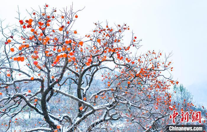 濃いオレンジ色に熟れた柿の実に雪が降り積もった美しい風景が広がる山西省普中市左権県（撮影?韓永生）。