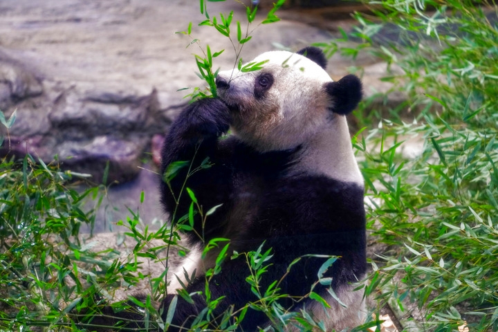 2月19日に東京上野動物園で撮影した「香香」（撮影?張笑宇）。