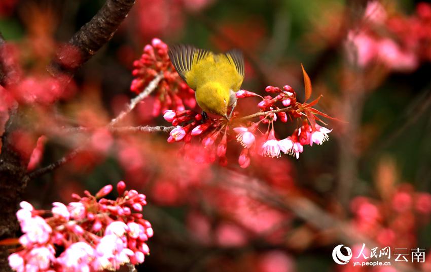 満開の冬桜の枝にとまった小鳥（撮影?馬衛忠）。