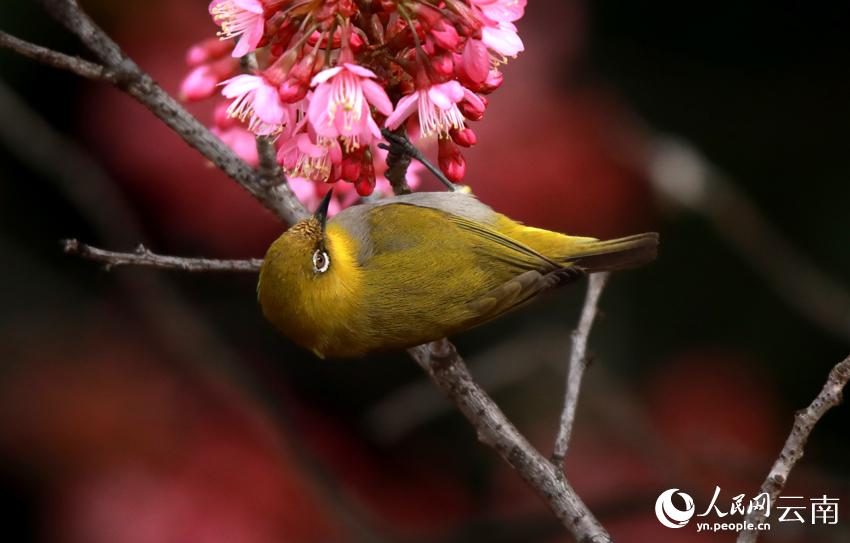 冬桜が満開迎え、鳥がさえずる雲南省曲北