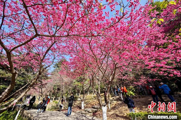 福州國(guó)家森林公園で、桜を楽しむ市民や観光客（撮影?王東明）。