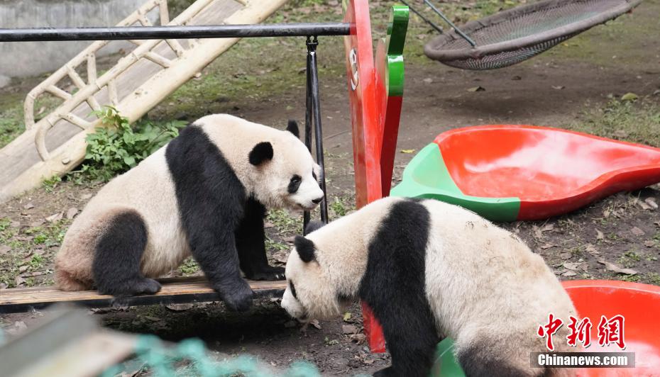 重慶動物園のパンダ4頭に春節のプレゼントとして新しい遊具