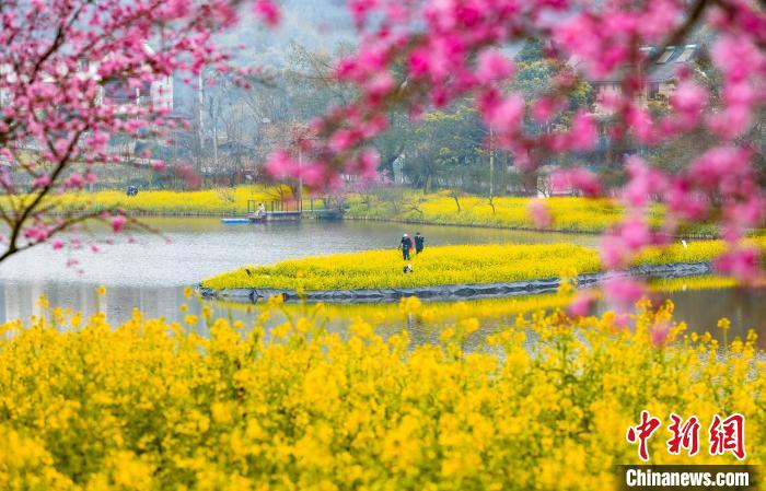 菜の花と美人梅の花が咲き誇り、春の気配を漂わせる重慶市巴南區の雲林天郷景勝地（撮影?劉紀湄）。