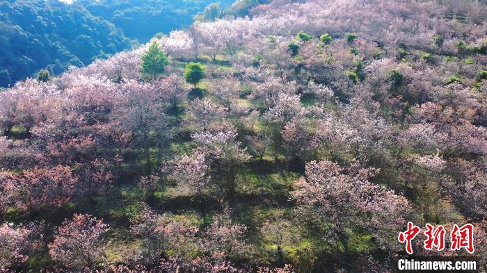 サクランボの花開き、産業も花開く雲南省永徳