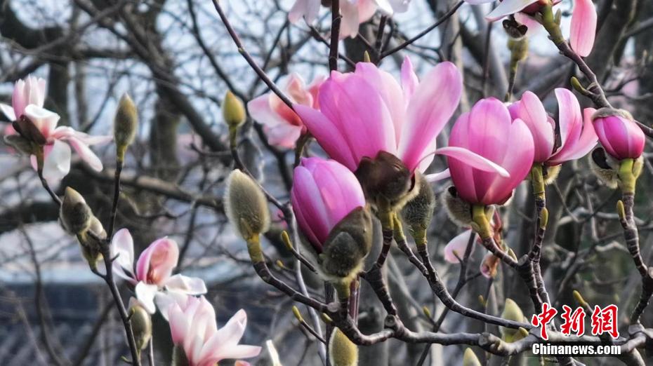 開花迎えた世界で唯一となる樹齢400年のサラサモクレン　陝西省勉県