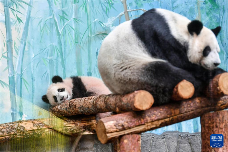 3月8日にロシアのモスクワ動(dòng)物園で撮影されたジャイアントパンダの赤ちゃんの「カチューシャ」（左）とお母さんパンダの「丁丁」。（撮影?曹陽）