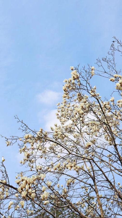 3月10日、江蘇省蘇州で撮影した花（寫真提供?風間清和）。