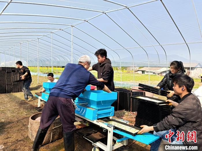 3月18日、育苗ビニールハウスで機械を使って育苗トレーを準備する胡豪さんと數(shù)人の若者。（撮影?袁靜）