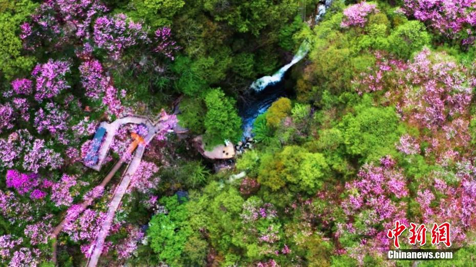 上空から俯瞰した秦嶺山脈奧地に広がる春景色（寫真提供?太平國家森林公園）。