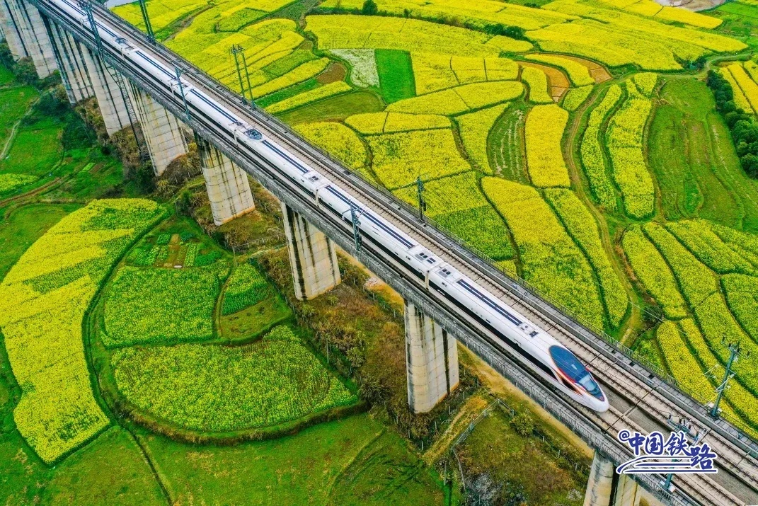 高速鉄道が菜の花畑を通り過ぎる。まるで黃色い油絵の中にいるようだ。（撮影?李小平）