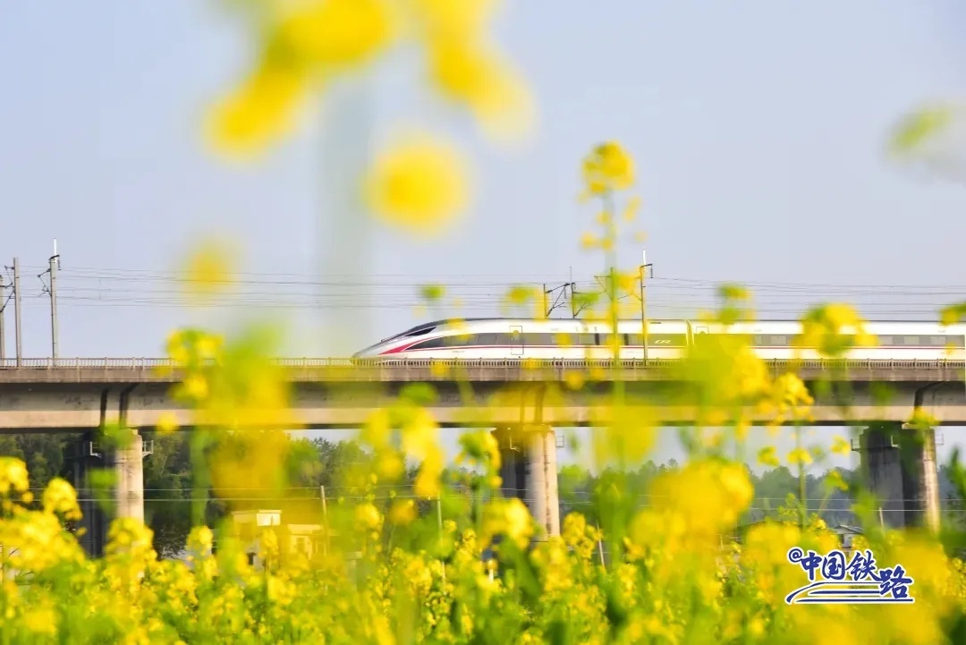 京広高速鉄道（北京-広州）の列車が南岳山の麓に広がる菜の花畑を通り過ぎる。（撮影?謝建強(qiáng)）