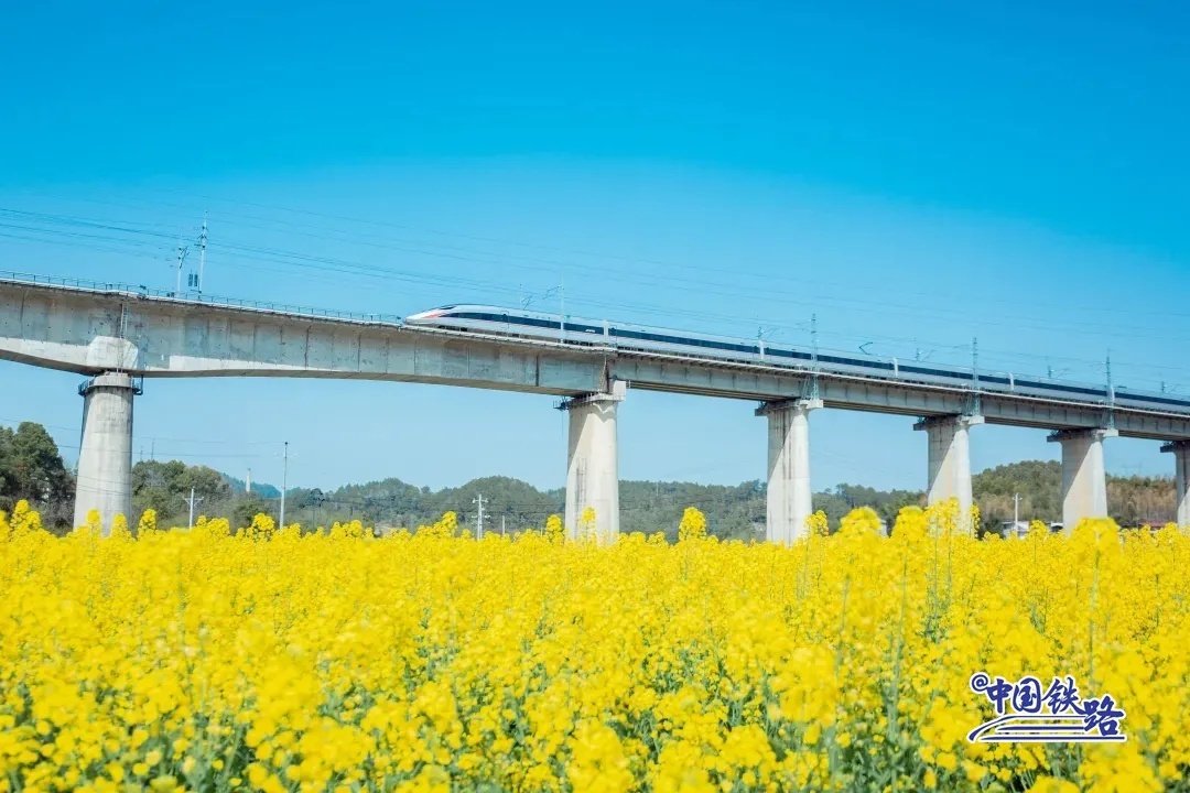 隆回県の菜の花畑を走り抜く衡柳線（衡陽-柳州）の高速列車。（撮影?周鑫）