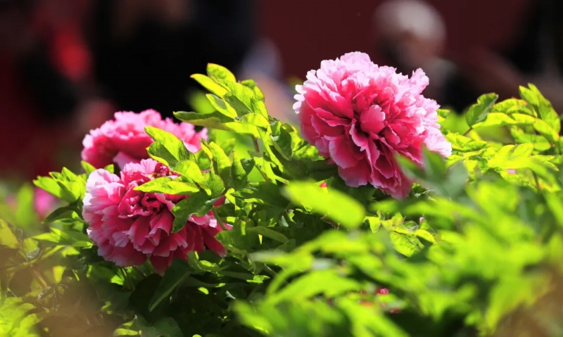 4月15日、北京の景山公園で艶やかな花を咲かせ、人々の目を楽しませている牡丹の花。