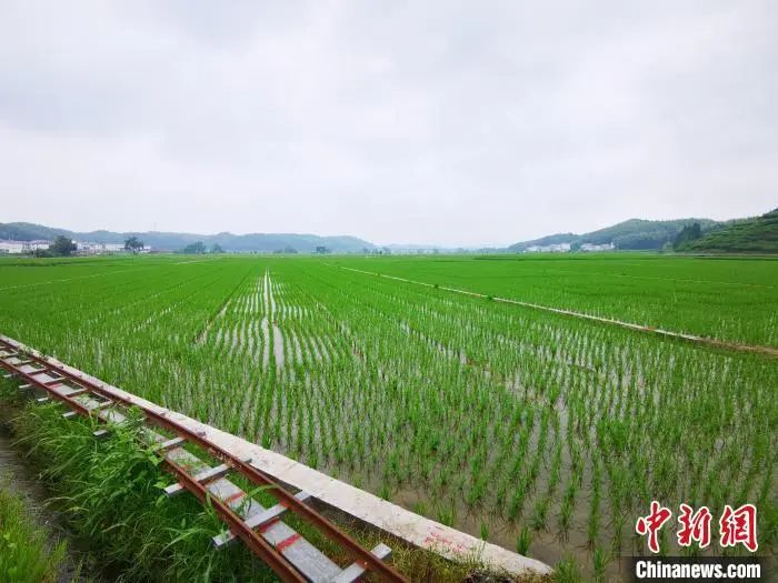 すくすくと成長する建寧県の稲。撮影?雷朝良