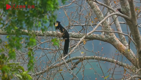 體長1メートルのクロオオリスがのんびり餌を食べる映像の撮影に成功