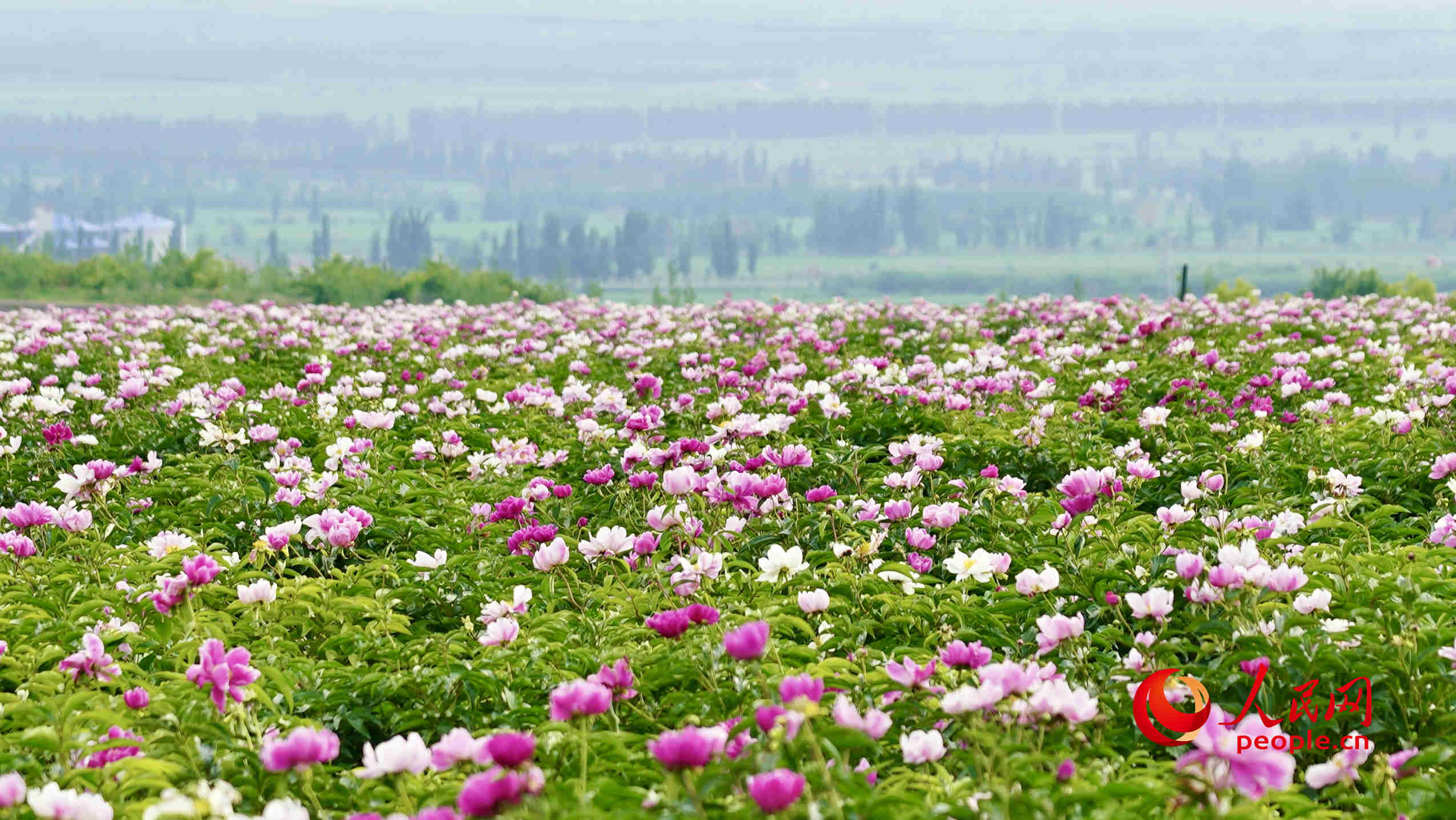 天山の麓一面に広がる花畑 （撮影?李龍）。