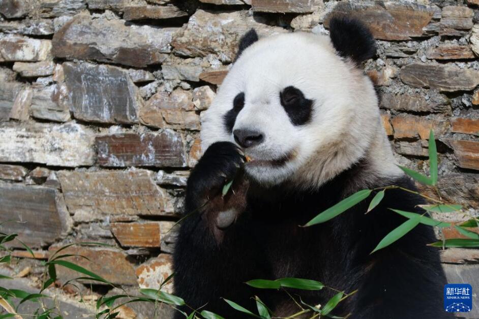 【音聲ニュース】國(guó)際協(xié)力により28年間で31頭のパンダの繁殖に成功