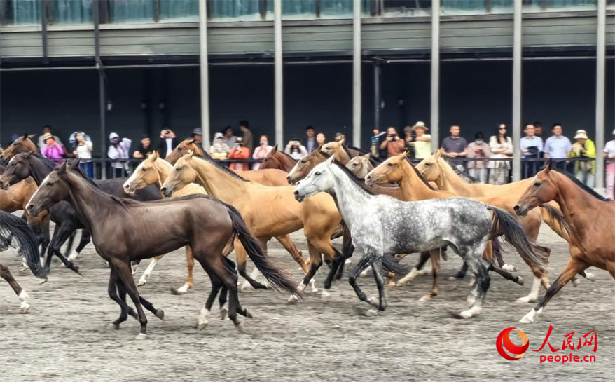 パークの砂地を駆け回る「汗血馬」（撮影?韓婷）。