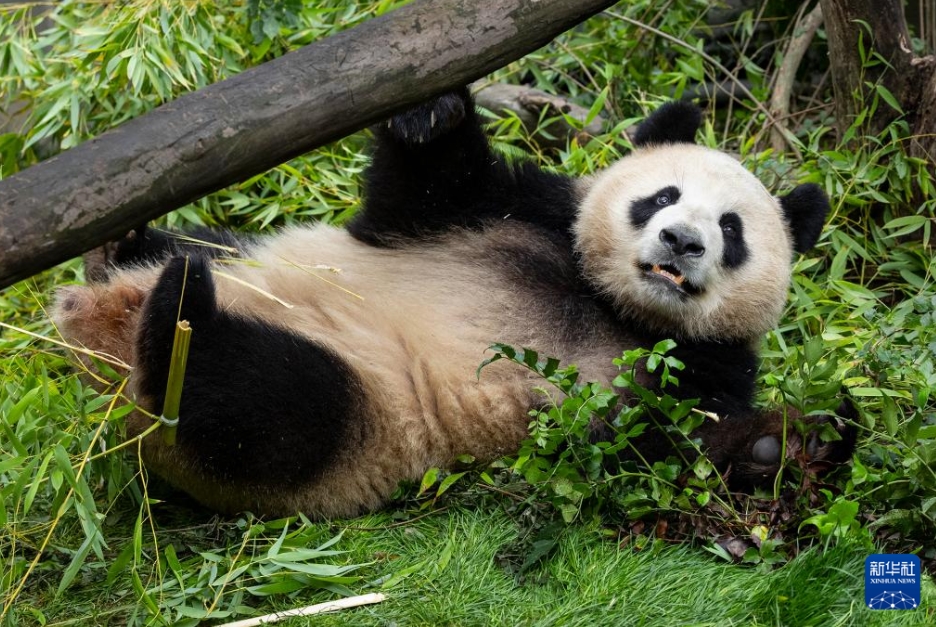 パンダの「雲川」と「鑫寶」が米國サンディエゴ動物園の環境にうまく順応