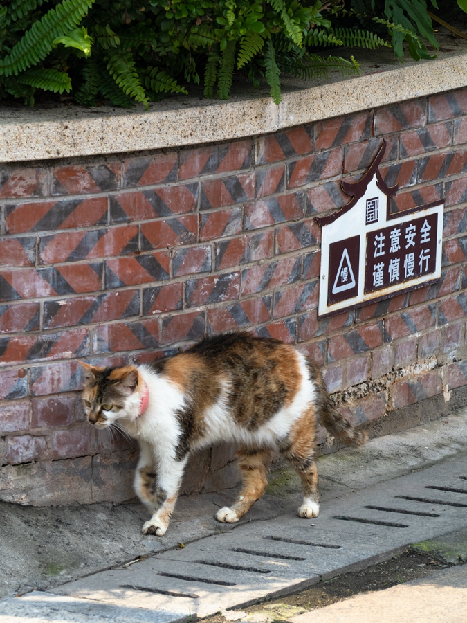 閩南に生きる貓