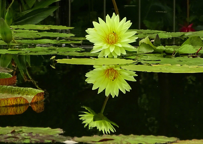 清涼感を感じることのできる緑色のスイレンの花