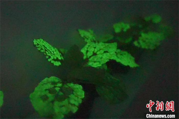 【音聲ニュース】植物も「常夜燈」に？　中國の科學研究チームが植物の発光に成功