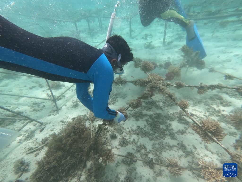 モーリシャス東海岸の近海域にあるサンゴの苗床で2021年9月6日、水中に潛りサンゴの成長狀況を確認(rèn)する作業(yè)員。新華社（畫像提供は華為モーリシャス技術(shù)有限公司）