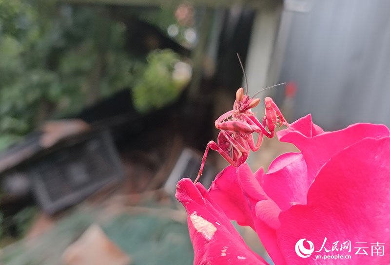 雲南省?寧洱で発見された赤いカマキリ。（撮影?方稷）