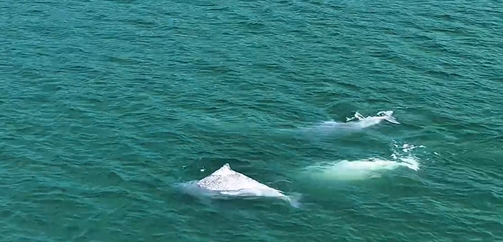 廈門の海辺に姿を現したシナウスイロイルカ