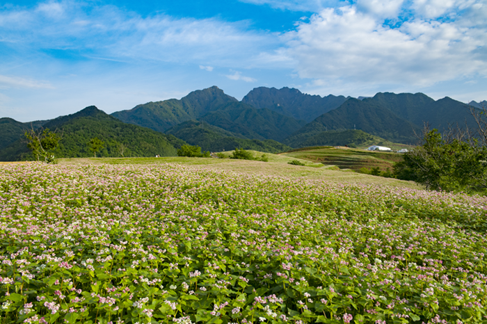 そばの花畑。（資料寫真。寫真提供は取材対象者）