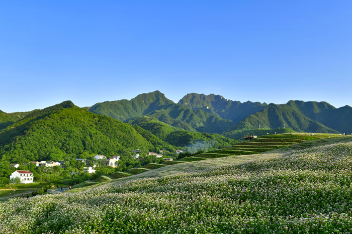 そばの花畑。（資料寫真。寫真提供は取材対象者）