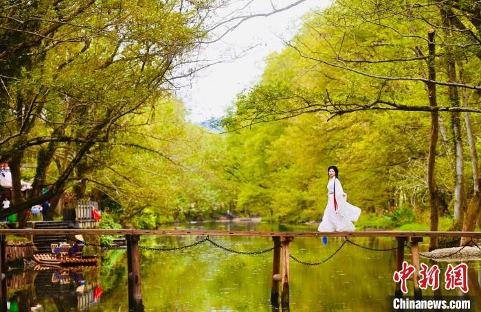 11月1日、秋景色の美しい安徽省黃山市徽州區(qū)の西渓南景勝地を歩く女性。撮影?韓蘇原