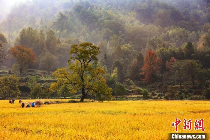 10月29日、稲が黃金色に染まり美しい秋景色が広がる安徽省黃山市黟県宏村鎮(zhèn)塔川村。撮影?方龍