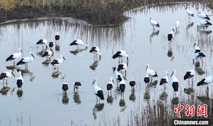 吉林省蛟河市に飛來し、採餌するコウノトリの群れ。撮影?田宇